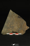 30195 - Rare Association of Changaspis elongata + Unidentified Trilobite Lower Cambrian - China