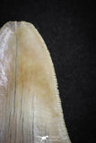 20071 - Top Rare Moroccan 3.83 Inch Megalodon Shark Tooth