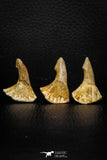 05617 - Great Collection of 3 Onchopristis numidus Cretaceous Sawfish Rostral Teeth Cretaceous