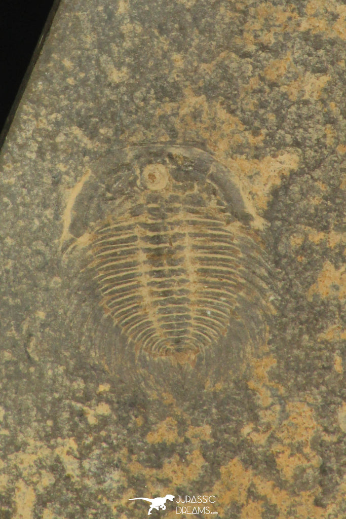30195 - Rare Association of Changaspis elongata + Unidentified Trilobite Lower Cambrian - China