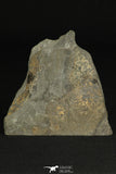 30195 - Rare Association of Changaspis elongata + Unidentified Trilobite Lower Cambrian - China