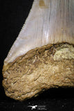 20071 - Top Rare Moroccan 3.83 Inch Megalodon Shark Tooth