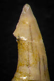 05617 - Great Collection of 3 Onchopristis numidus Cretaceous Sawfish Rostral Teeth Cretaceous