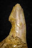 05617 - Great Collection of 3 Onchopristis numidus Cretaceous Sawfish Rostral Teeth Cretaceous