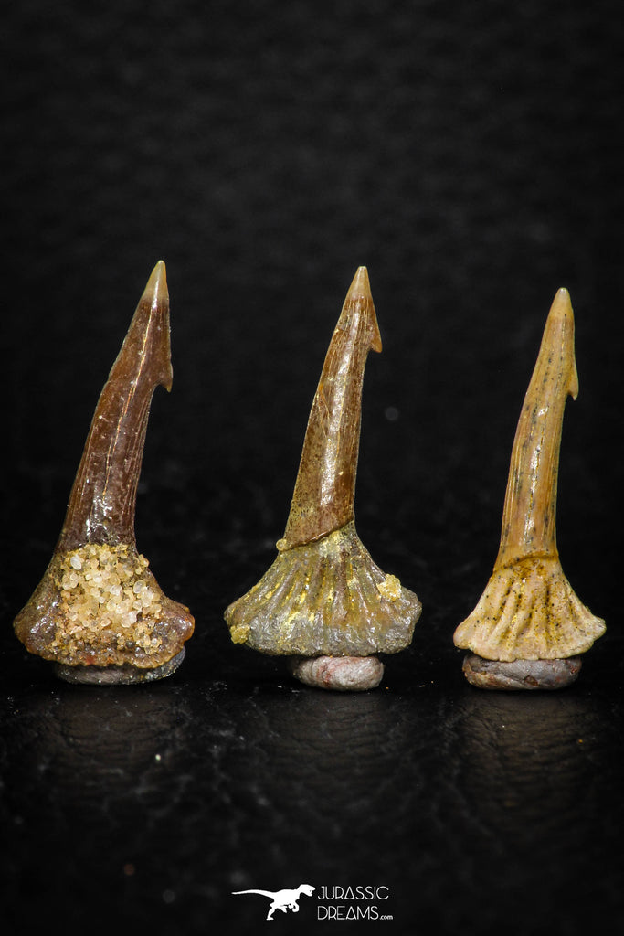 05618 - Great Collection of 3 Onchopristis numidus Cretaceous Sawfish Rostral Teeth Cretaceous