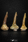 05618 - Great Collection of 3 Onchopristis numidus Cretaceous Sawfish Rostral Teeth Cretaceous