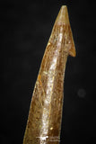 05618 - Great Collection of 3 Onchopristis numidus Cretaceous Sawfish Rostral Teeth Cretaceous