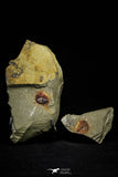 21145 - Premium Grade Soft Bodied Xiphosurid (Horseshoe Crab Ancestor) Lower Ordovician