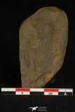 30196 - Top Rare 0.53 Inch Balcoracania dailyi Lower Cambrian Trilobite - Australia