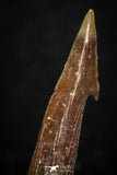 05618 - Great Collection of 3 Onchopristis numidus Cretaceous Sawfish Rostral Teeth Cretaceous