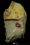 21145 - Premium Grade Soft Bodied Xiphosurid (Horseshoe Crab Ancestor) Lower Ordovician