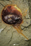 21145 - Premium Grade Soft Bodied Xiphosurid (Horseshoe Crab Ancestor) Lower Ordovician