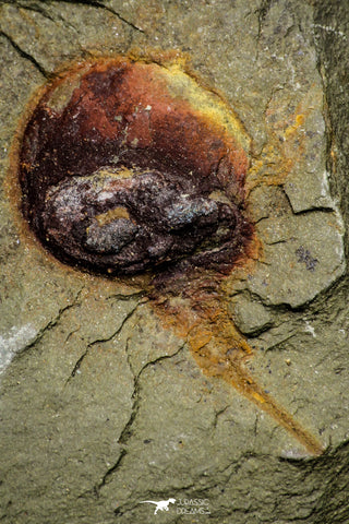 21145 - Premium Grade Soft Bodied Xiphosurid (Horseshoe Crab Ancestor) Lower Ordovician