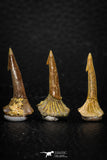 05618 - Great Collection of 3 Onchopristis numidus Cretaceous Sawfish Rostral Teeth Cretaceous