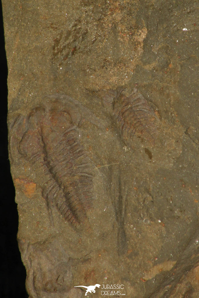 30196 - Top Rare 0.53 Inch Balcoracania dailyi Lower Cambrian Trilobite - Australia