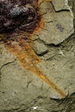 21145 - Premium Grade Soft Bodied Xiphosurid (Horseshoe Crab Ancestor) Lower Ordovician