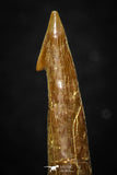 05618 - Great Collection of 3 Onchopristis numidus Cretaceous Sawfish Rostral Teeth Cretaceous