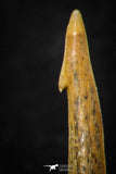 05618 - Great Collection of 3 Onchopristis numidus Cretaceous Sawfish Rostral Teeth Cretaceous