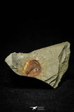 21145 - Premium Grade Soft Bodied Xiphosurid (Horseshoe Crab Ancestor) Lower Ordovician