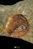 21145 - Premium Grade Soft Bodied Xiphosurid (Horseshoe Crab Ancestor) Lower Ordovician