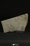 30197 - Positive/Negative 1.39 Inch Barrandia cordai Ordovician Trilobite - Wales