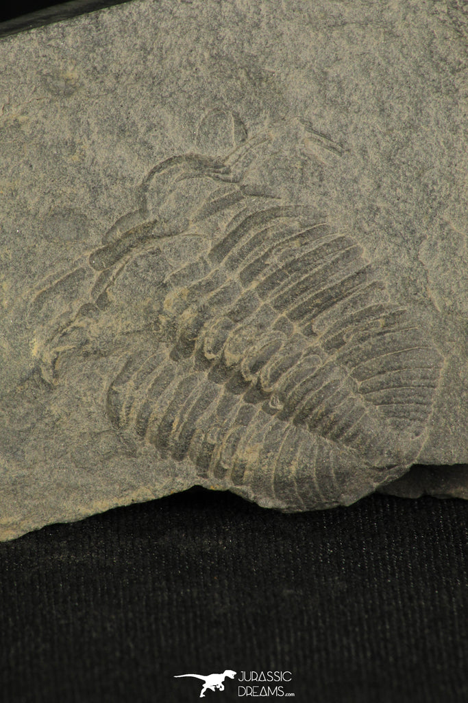 30197 - Positive/Negative 1.39 Inch Barrandia cordai Ordovician Trilobite - Wales