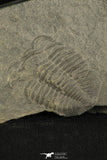 30197 - Positive/Negative 1.39 Inch Barrandia cordai Ordovician Trilobite - Wales