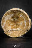 07181 - Top Huge 4.00 Inch Otodus obliquus Shark Vertebra Bone Paleocene