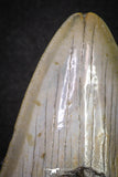 20072 - Great 3.49 Inch Megalodon Shark Tooth Miocene South Carolina - USA