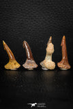 05619 - Great Collection of 4 Onchopristis numidus Cretaceous Sawfish Rostral Teeth Cretaceous