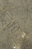 30197 - Positive/Negative 1.39 Inch Barrandia cordai Ordovician Trilobite - Wales