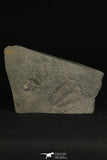 30197 - Positive/Negative 1.39 Inch Barrandia cordai Ordovician Trilobite - Wales