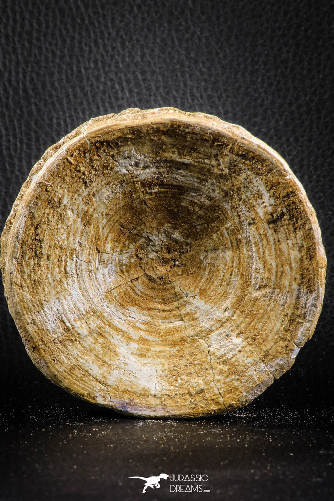 07182 - Top Huge 3.88 Inch Otodus obliquus Shark Vertebra Bone Paleocene