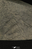 30197 - Positive/Negative 1.39 Inch Barrandia cordai Ordovician Trilobite - Wales