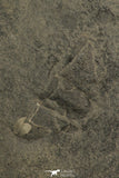 30197 - Positive/Negative 1.39 Inch Barrandia cordai Ordovician Trilobite - Wales