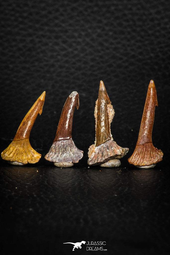 05619 - Great Collection of 4 Onchopristis numidus Cretaceous Sawfish Rostral Teeth Cretaceous