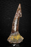 05620 - Top Quality 1.60 Inch Onchopristis numidus Cretaceous Sawfish Rostral Tooth