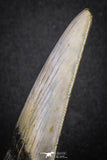 20072 - Great 3.49 Inch Megalodon Shark Tooth Miocene South Carolina - USA