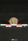 30198 - Beautiful Rolled 0.67 Inch Flexicalymene meeki Ordovician Trilobite - Ohio USA