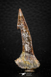 05620 - Top Quality 1.60 Inch Onchopristis numidus Cretaceous Sawfish Rostral Tooth