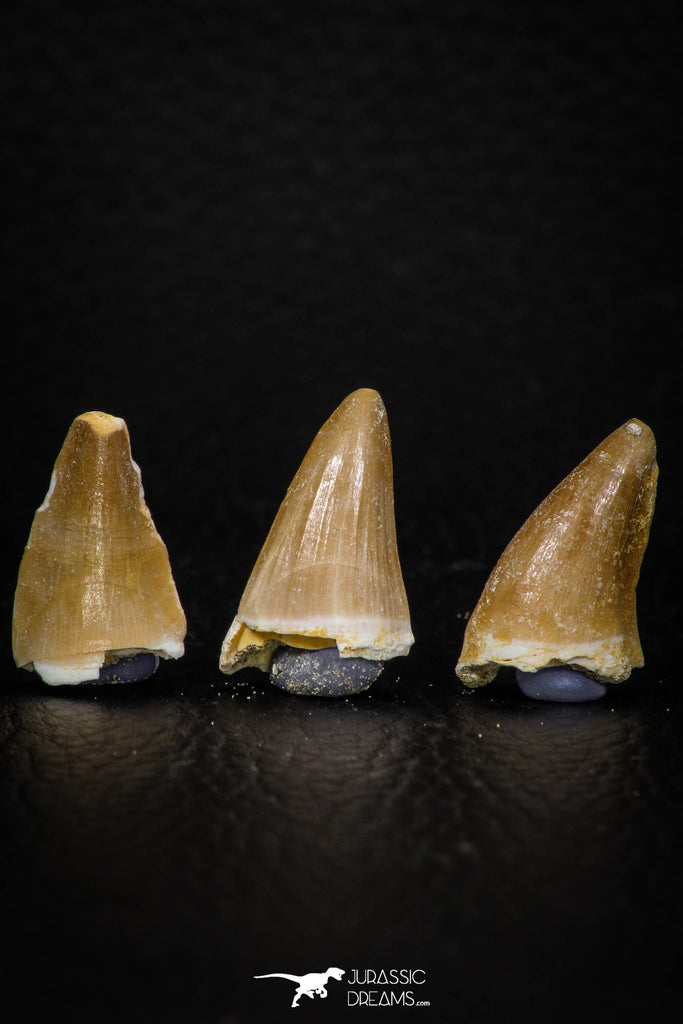 05733 - Beautiful Collection of 3 Mosasaur (Prognathodon anceps) Teeth Cretaceous