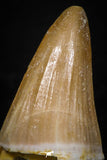 05733 - Beautiful Collection of 3 Mosasaur (Prognathodon anceps) Teeth Cretaceous