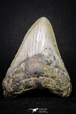 20073 - Great 3.34 Inch Megalodon Shark Tooth Miocene South Carolina - USA