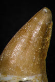 05733 - Beautiful Collection of 3 Mosasaur (Prognathodon anceps) Teeth Cretaceous