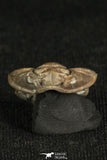 30198 - Beautiful Rolled 0.67 Inch Flexicalymene meeki Ordovician Trilobite - Ohio USA
