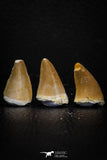 05733 - Beautiful Collection of 3 Mosasaur (Prognathodon anceps) Teeth Cretaceous