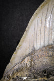 20073 - Great 3.34 Inch Megalodon Shark Tooth Miocene South Carolina - USA