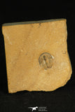 30199 - Top Rare Cedaria minor Middle Cambrian Trilobite Utah USA