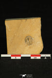 30199 - Top Rare Cedaria minor Middle Cambrian Trilobite Utah USA