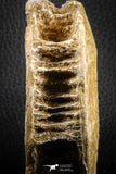 07184 - Top Huge 3.94 Inch Otodus obliquus Shark Vertebra Bone Paleocene